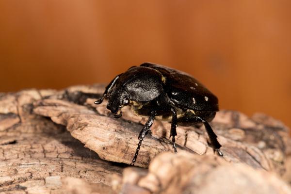 Veränderlicher Edelscharrkäfer