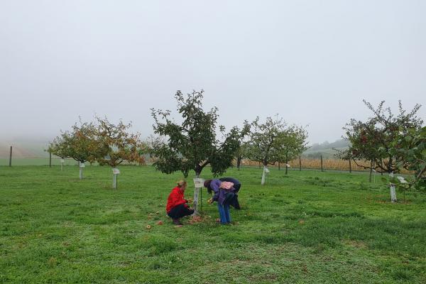 Zwei Frauen betrachten Obstbaum auf Streuobstwiese