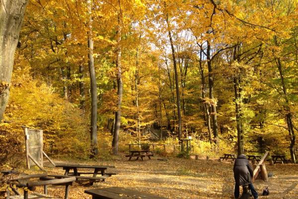 Wald im Herbst