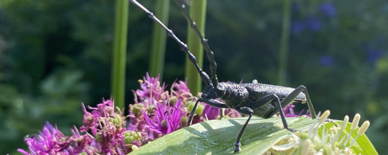 Käfer auf lila-weißer Blüte