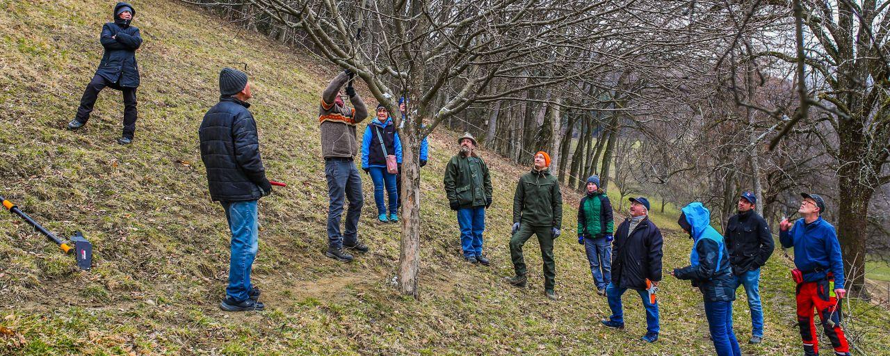 Personengruppe beim Obstbaumschnittkurs auf einer Streuobstwiese