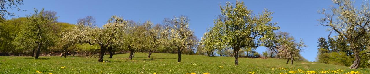 Obstbäume