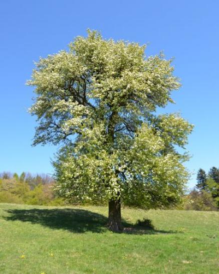 Obstbaum