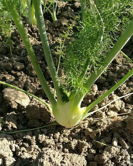 Babyfenchel in der Erde