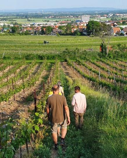 Personengruppe in den Weinbergen