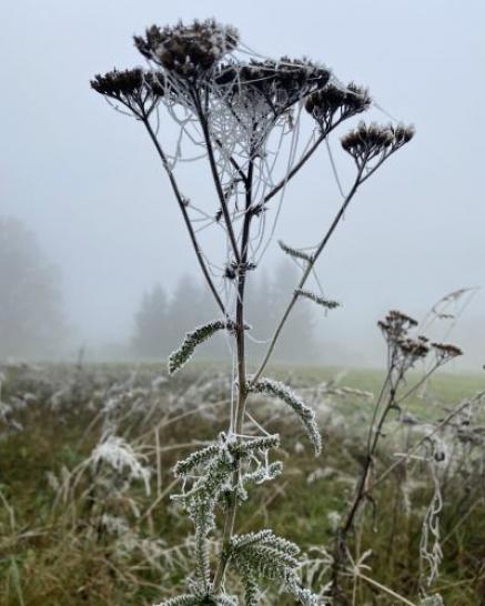 Pflanze mit Tau im Nebel