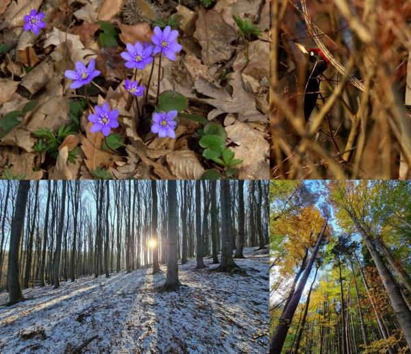 Fotocollage - Blumen, Wald