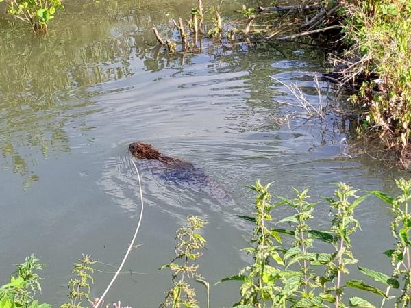 Biber schwimmt in Fluss