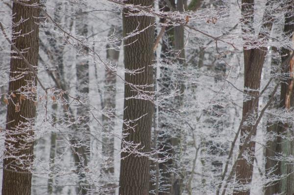 Baum in winterlicher Landschaft