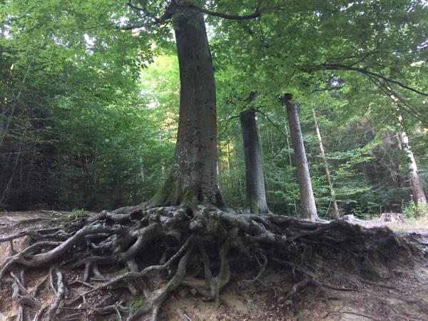 Hoher Baum mit Wurzeln