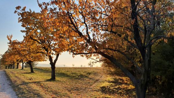 Steinhofgründe - Bäume im Herbst