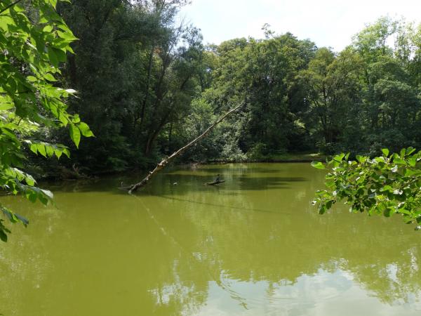 Teich im Wald