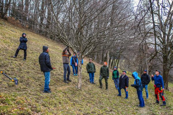 Personengruppe beim Obstbaumschnittkurs auf Streuobstwiese