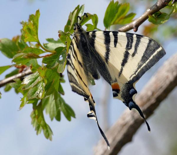 Schmetterling