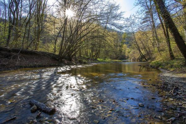 Gewässer im Wald