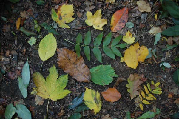 Blätter in Herbstfärbung