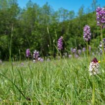Wiesenvortrag Alland