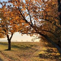 Steinhofgründe - Bäume im Herbst