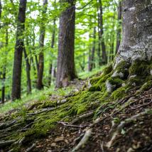 Baum mit Wurzeln im Wald