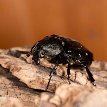 Veränderlicher Edelscharrkäfer