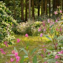 Drüsiges Springkraut und Staudenknöterich im Wald