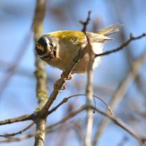 Vogel am Ast