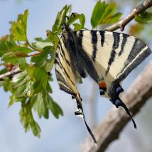 Schmetterling