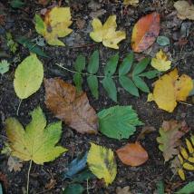 Blätter in Herbstfärbung