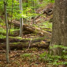 Neue Broschüre "Der Urwald vor der Haustür"