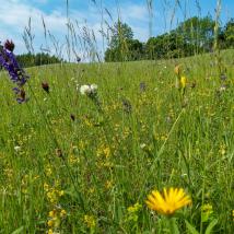 Wienerwaldwiese Königstetten