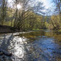 Fluss im Wald