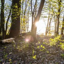 Internationaler Tag des Waldes 2026